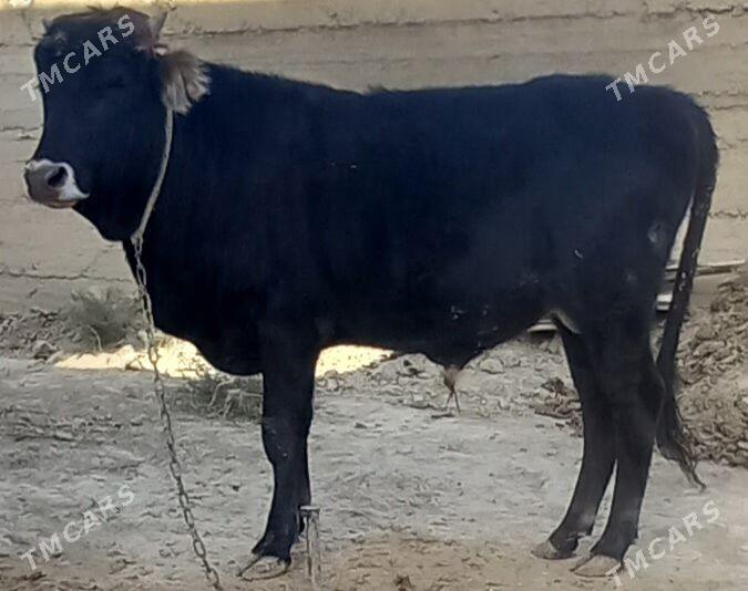 okuz - Änew - img 3