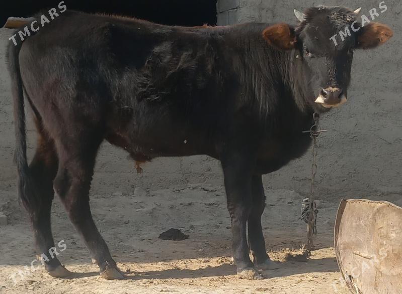 okuz - Änew - img 6