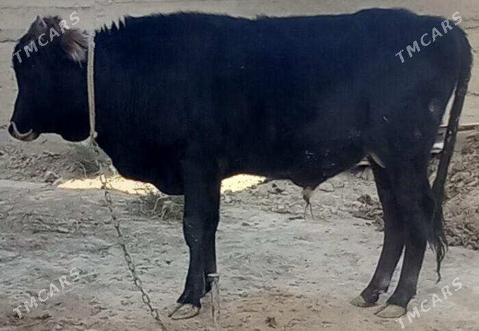 okuz - Änew - img 4