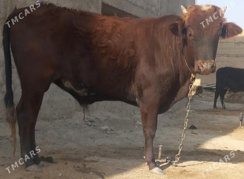 okuz - Änew - img 2