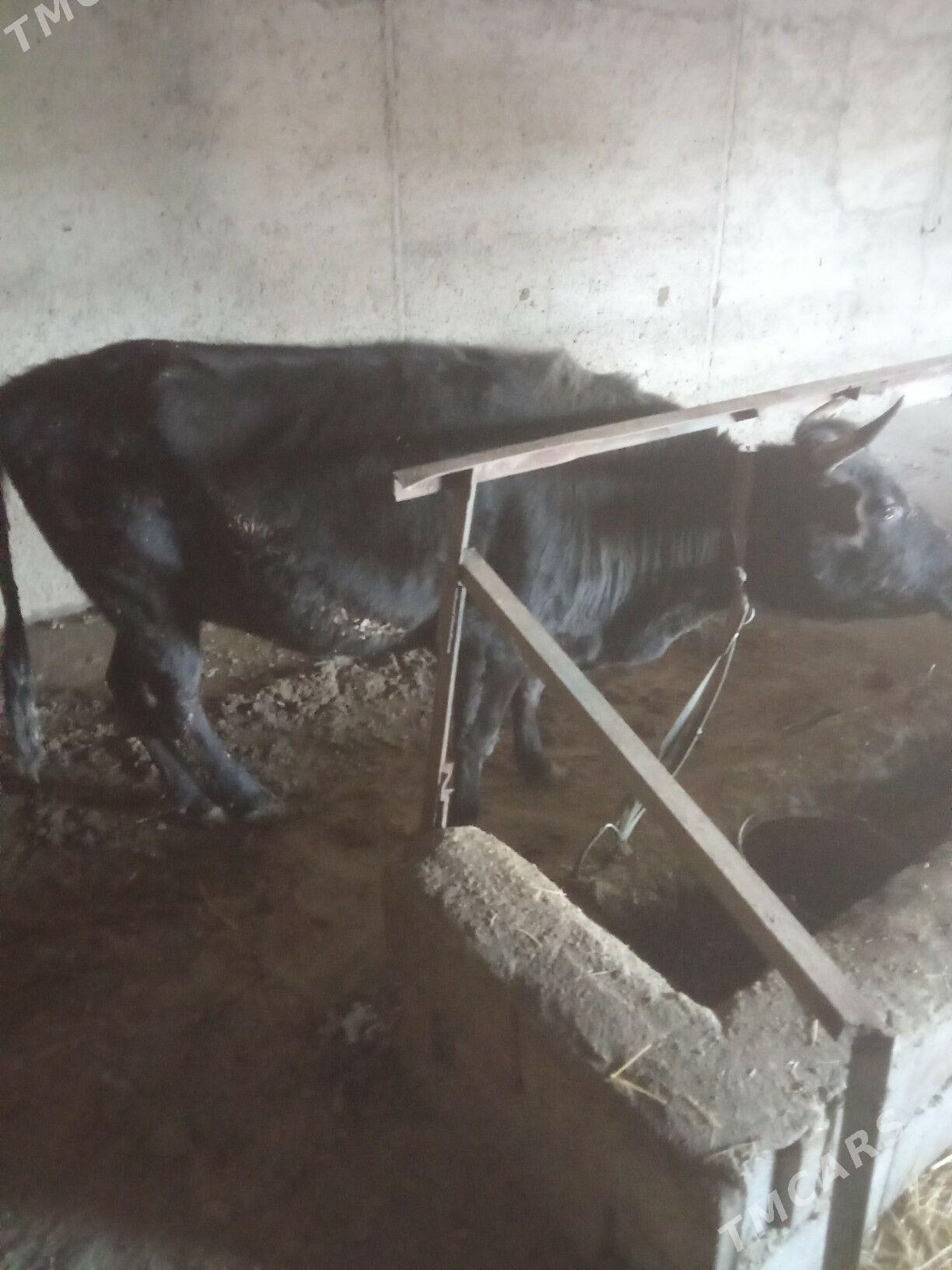 sygyr - Гызыларбат - img 1