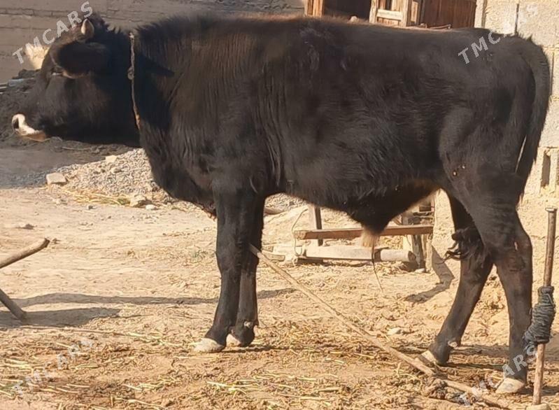 okuz - Änew - img 7