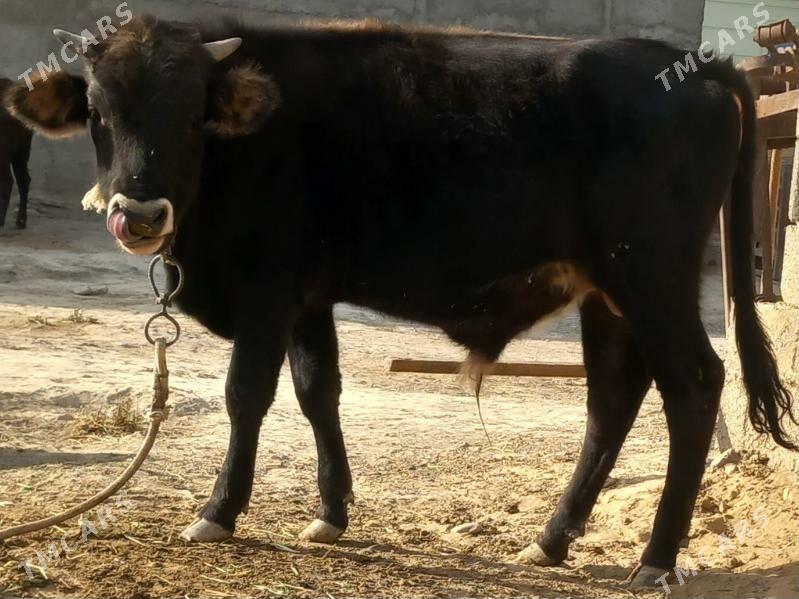 okuz - Änew - img 8