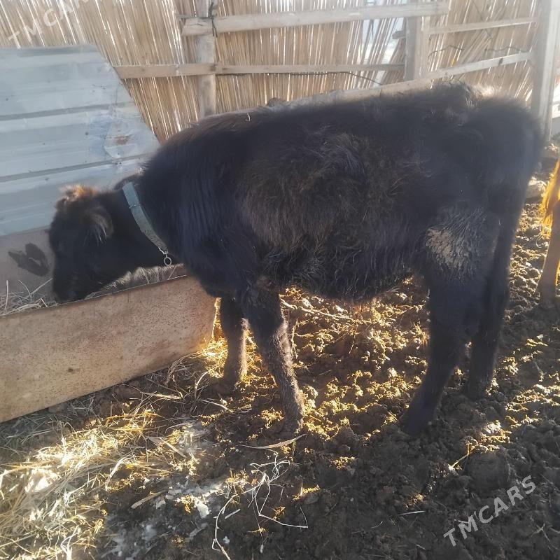 Okuz - Мары - img 4