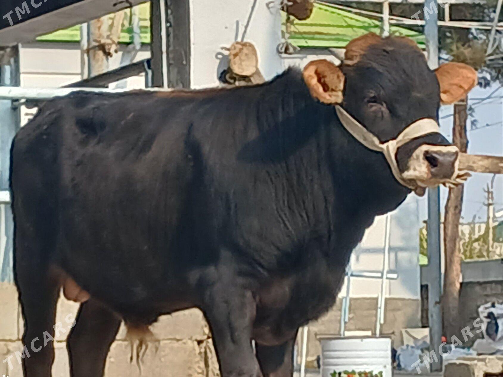 Şiwet ökuz - Бузмеин - img 1