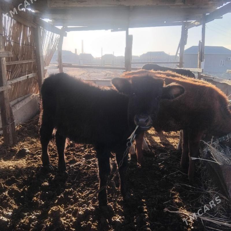 Okuz - Мары - img 1