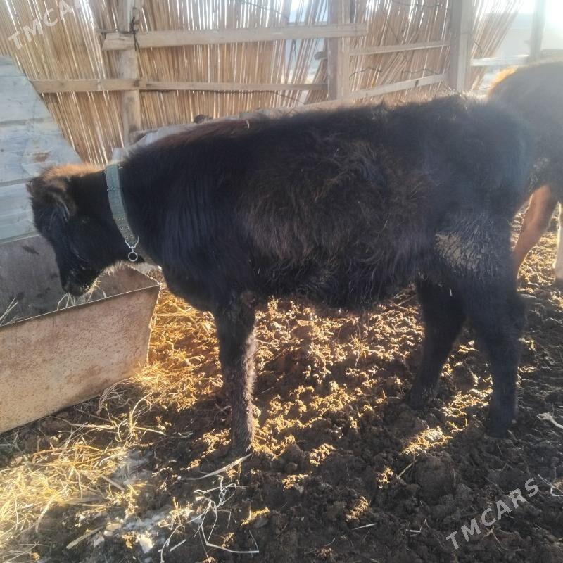 Okuz - Мары - img 6