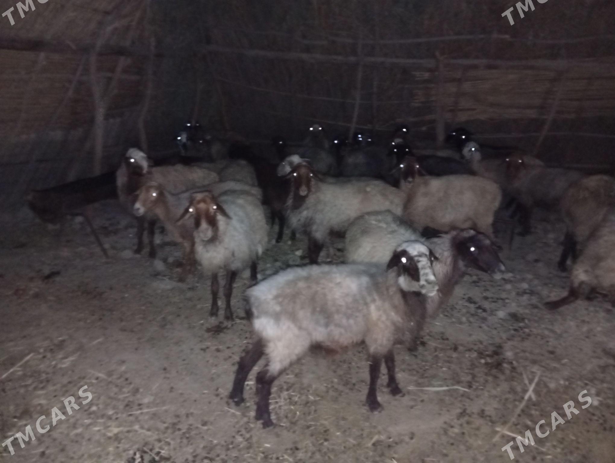 bogaz goyunlar - Magtymguly - img 1