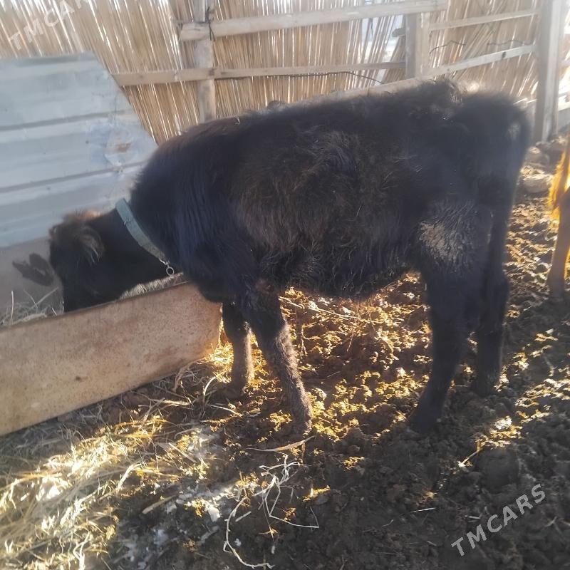 Okuz - Мары - img 5