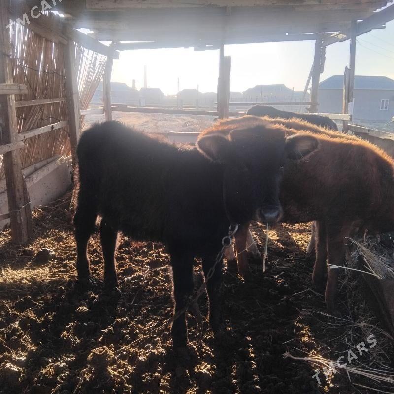 Okuz - Мары - img 3