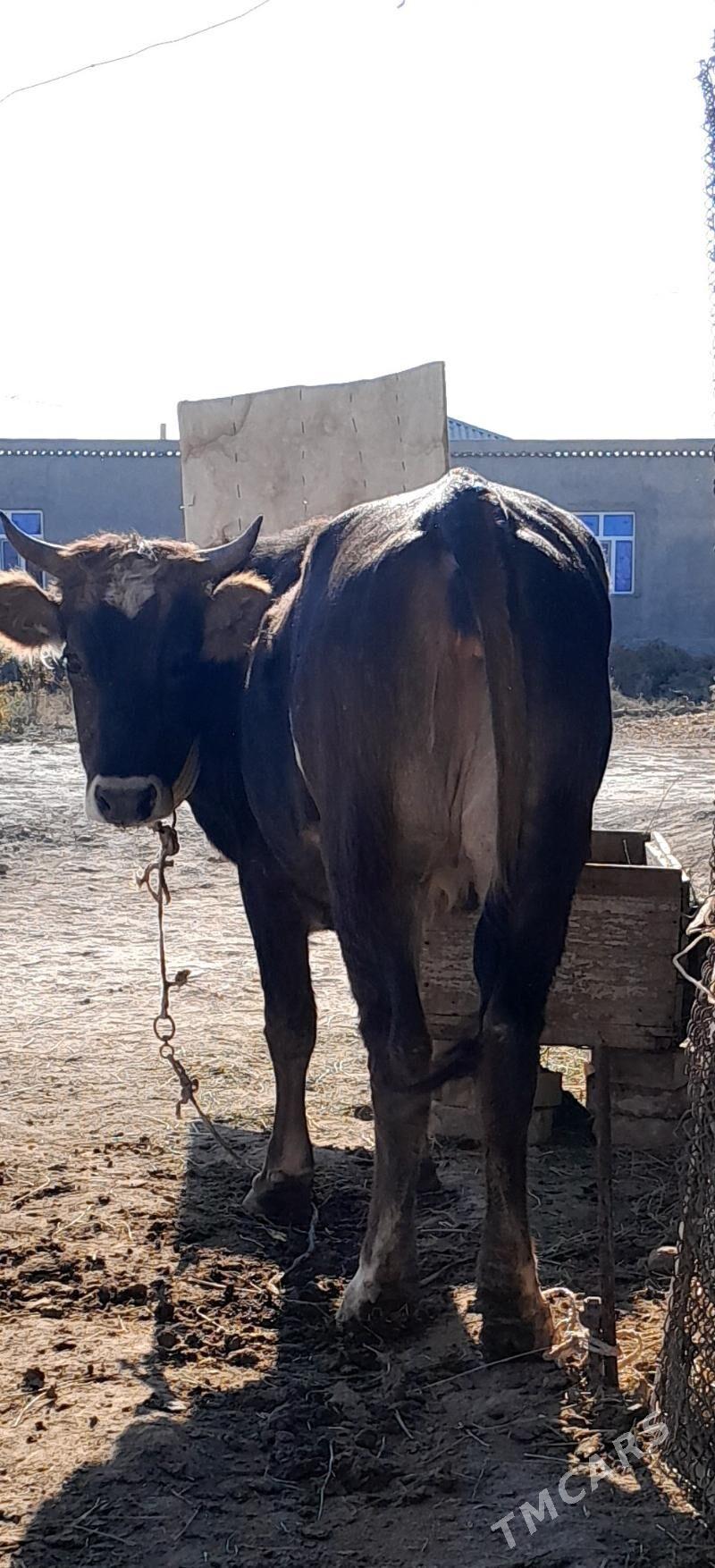 tuwe - Кака - img 3