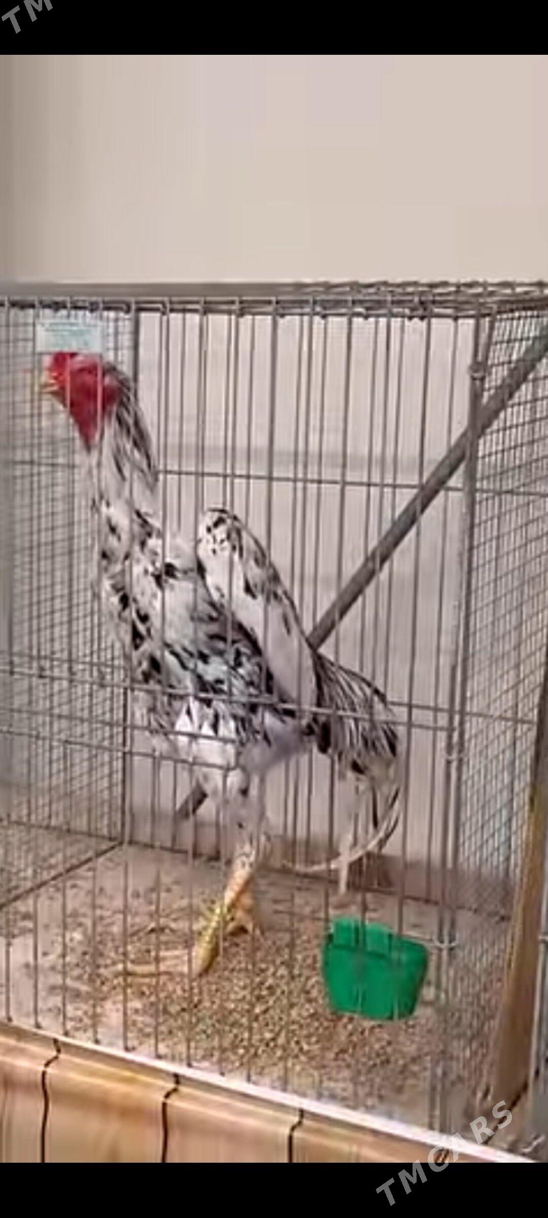 О Шамо - Türkmenabat - img 2