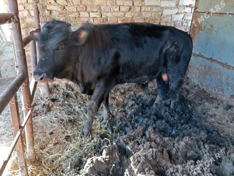 окуз бакылан - Гёкдже - img 2