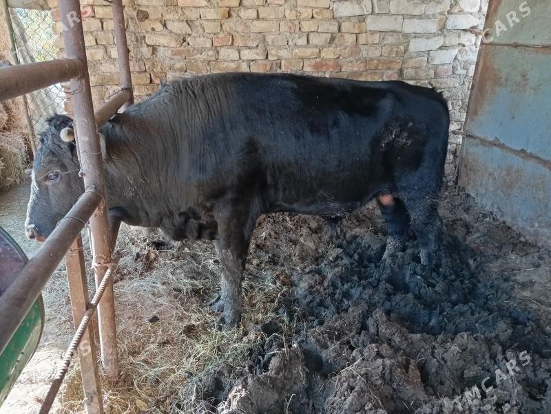 окуз бакылан - Гёкдже - img 3