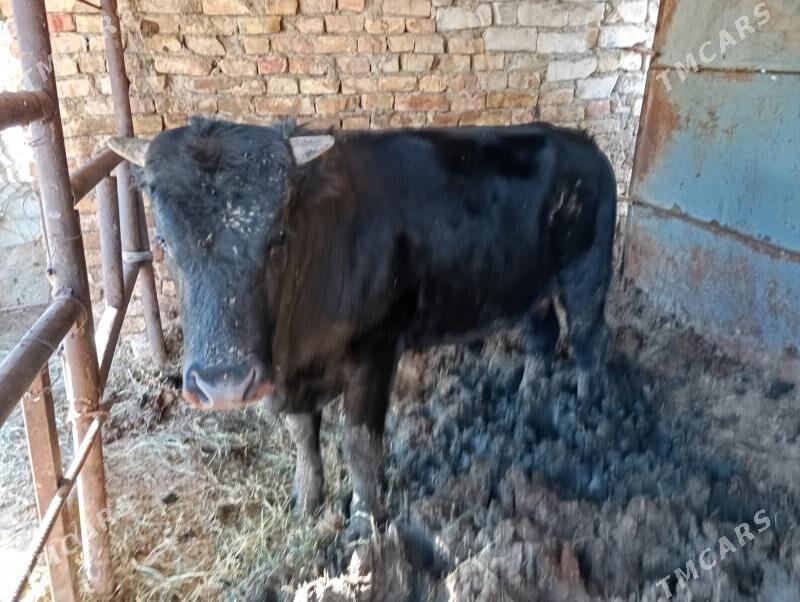 окуз бакылан - Гёкдже - img 1