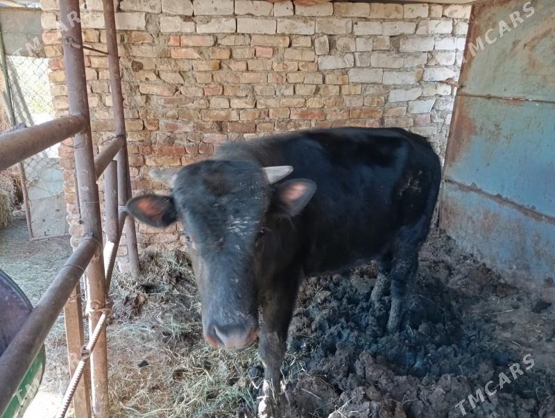 окуз бакылан - Гёкдже - img 5