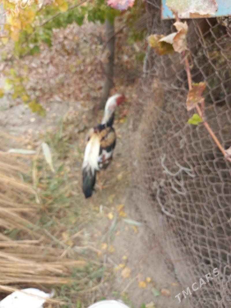 Bayes horaz - Sakar - img 4