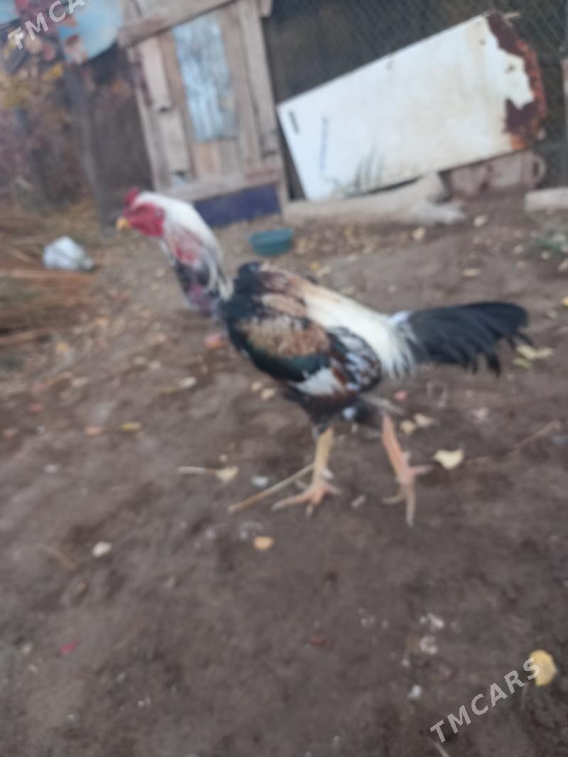 Bayes horaz - Sakar - img 2