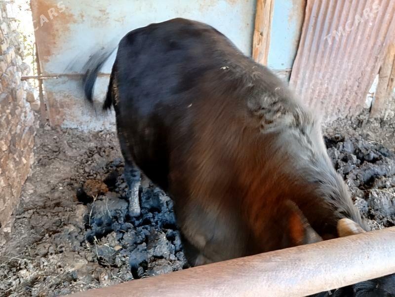 окуз бакылан - Гёкдже - img 4