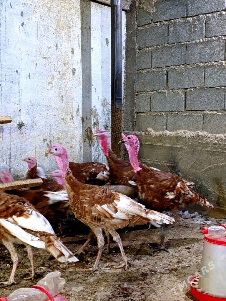 Owgan induk horoz - Gökdepe - img 2