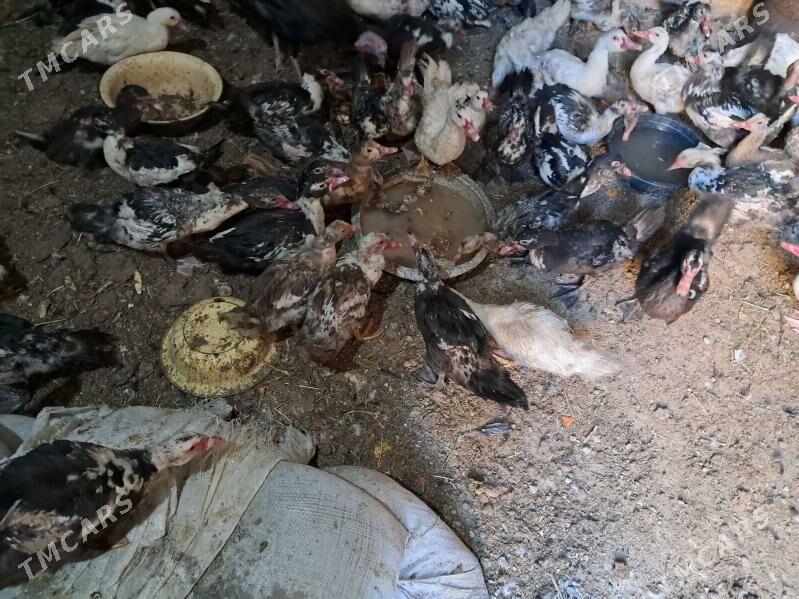 ордек - Türkmenabat - img 1