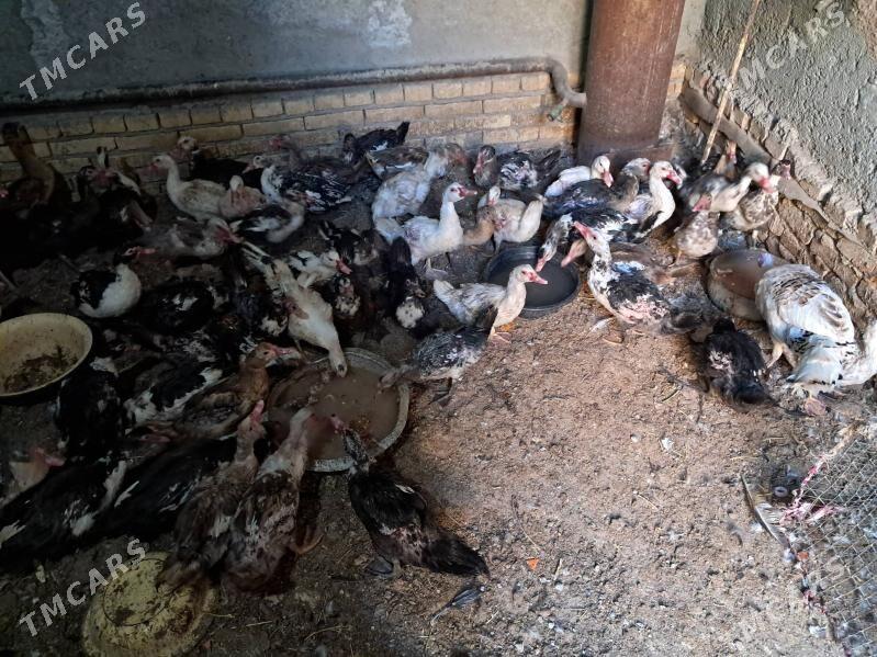 ордек - Türkmenabat - img 2