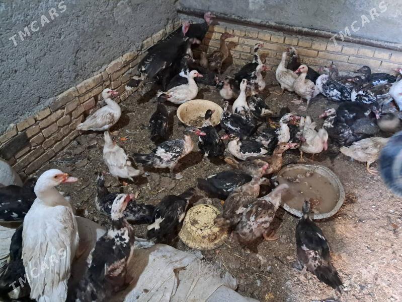 ордек - Türkmenabat - img 3