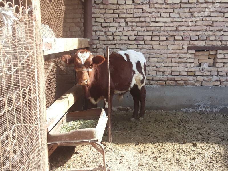 Sygyr - Туркменабат - img 4