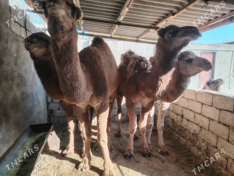 Ogsyk - Балканабат - img 3