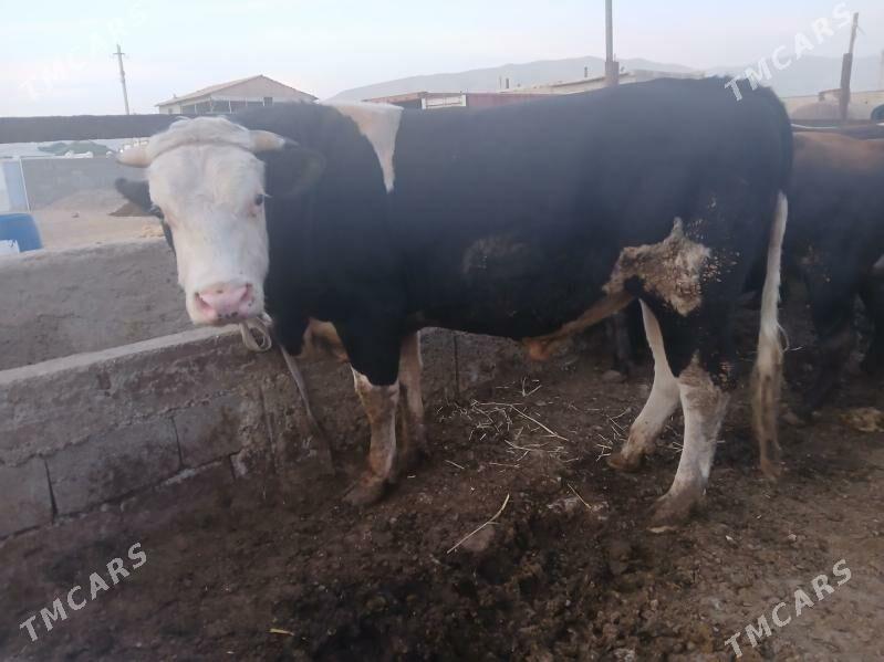 окуз - Балканабат - img 2