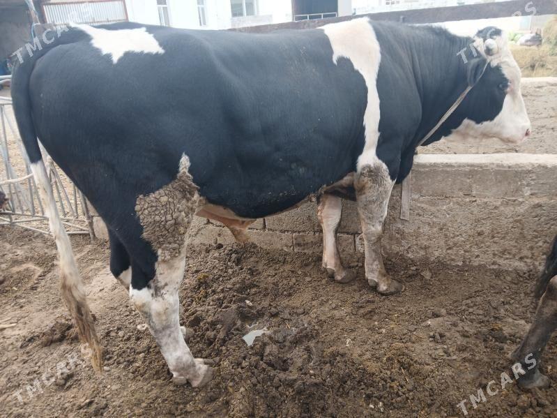 окуз - Балканабат - img 3