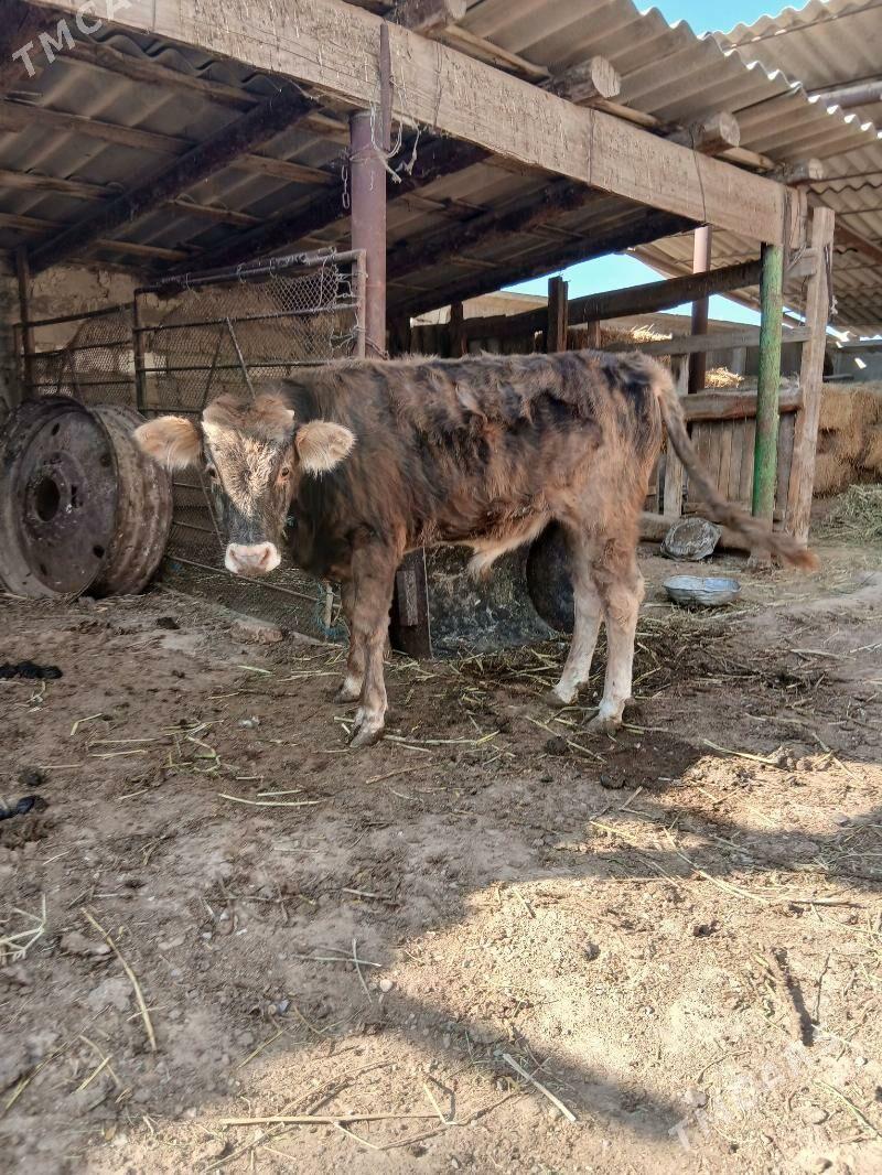 okuz - Яшлык - img 2