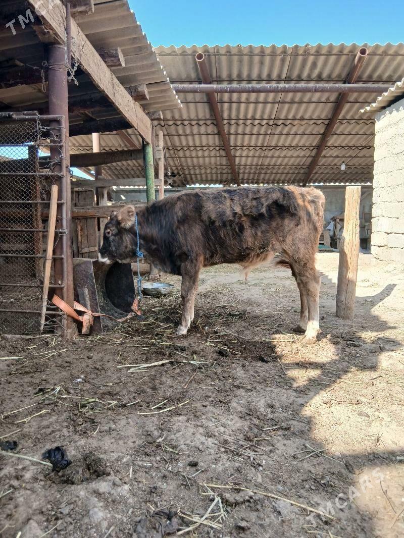 okuz - Яшлык - img 3