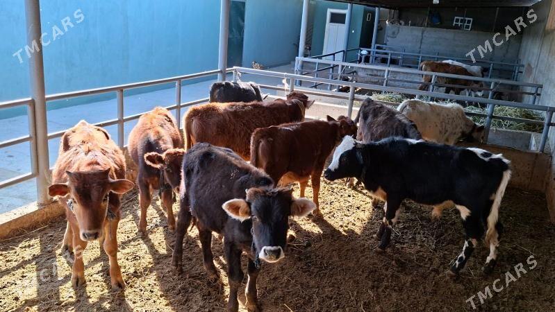 Okuz tuwe - Büzmeýin - img 3