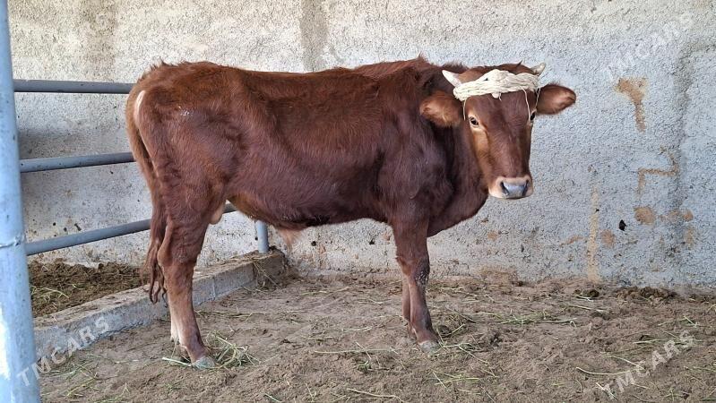 Okuz tuwe - Büzmeýin - img 7