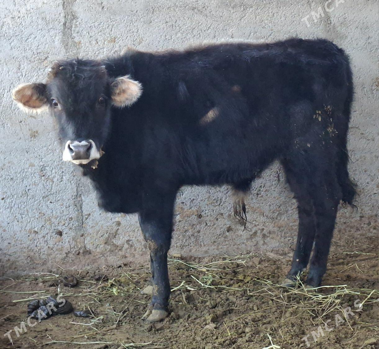 Okuz tuwe - Büzmeýin - img 2