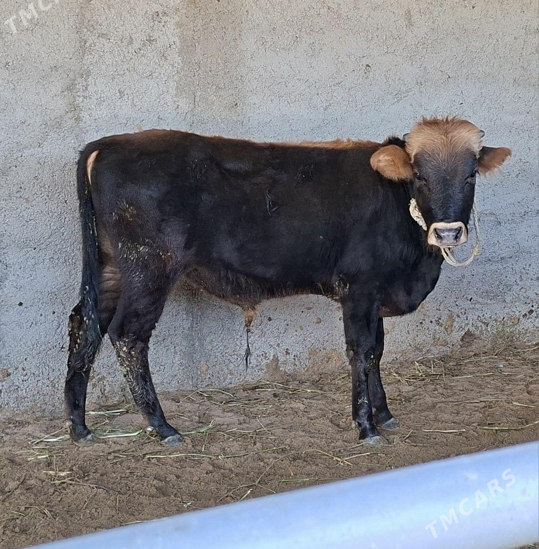 Okuz tuwe - Büzmeýin - img 5