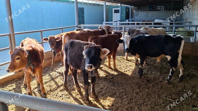 Okuz tuwe - Büzmeýin - img 4