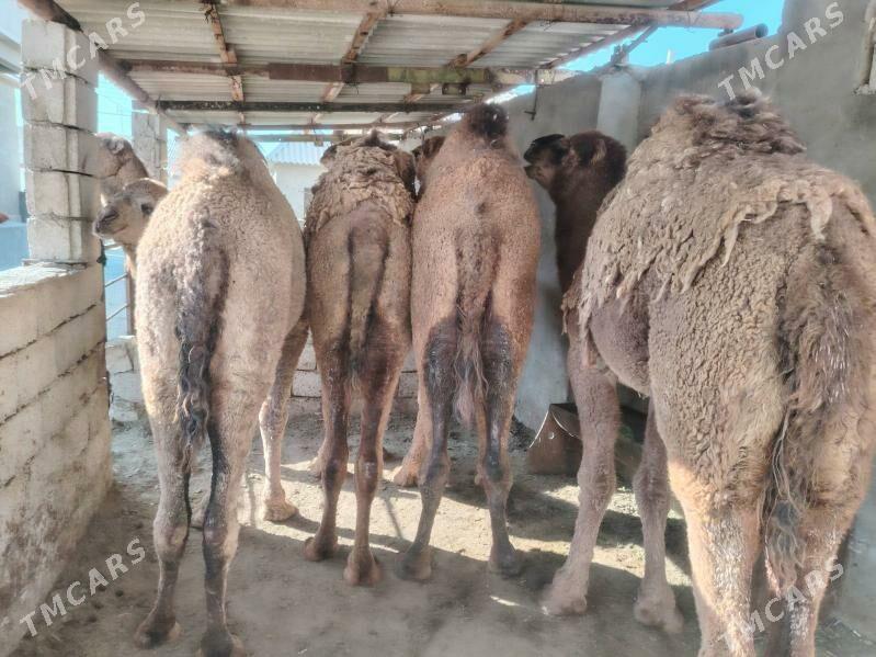 Ogsyk - Балканабат - img 1