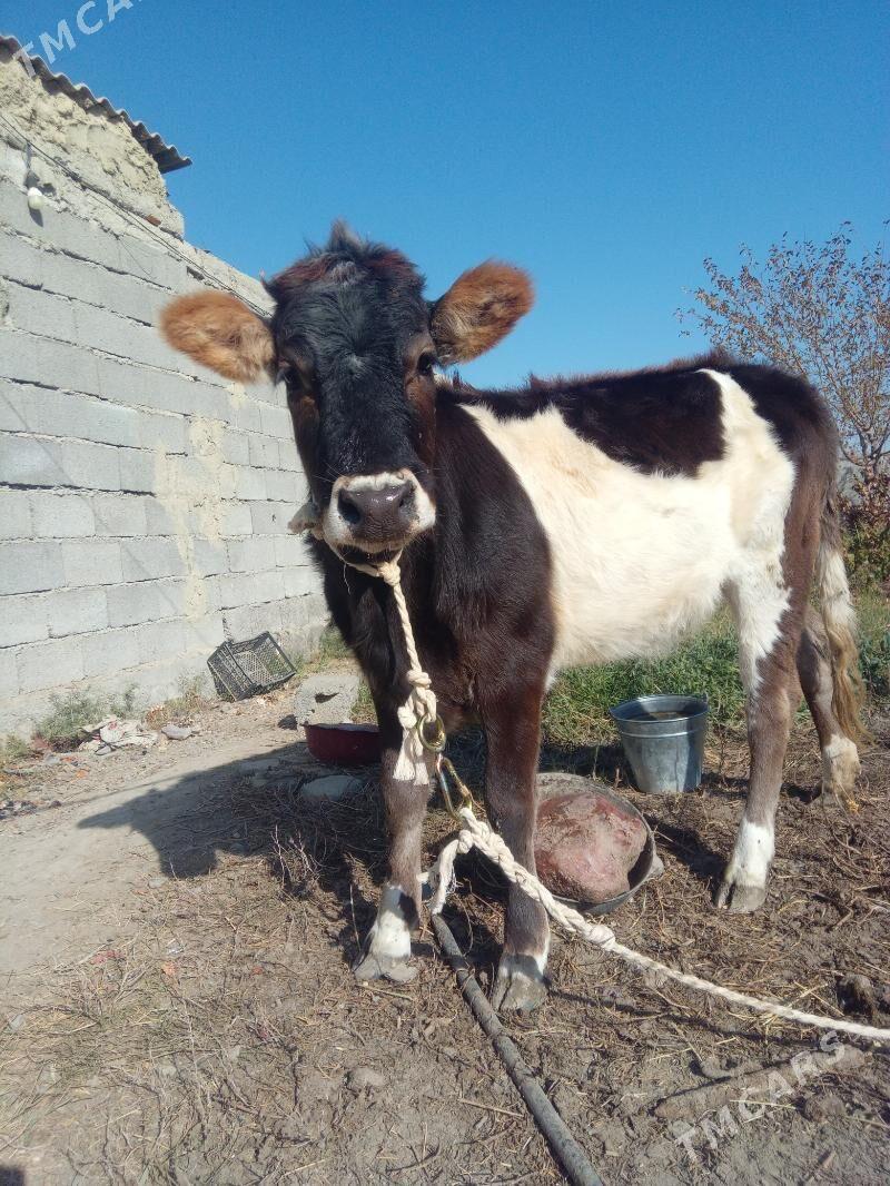 tuwe gole - Гёкдепе - img 2