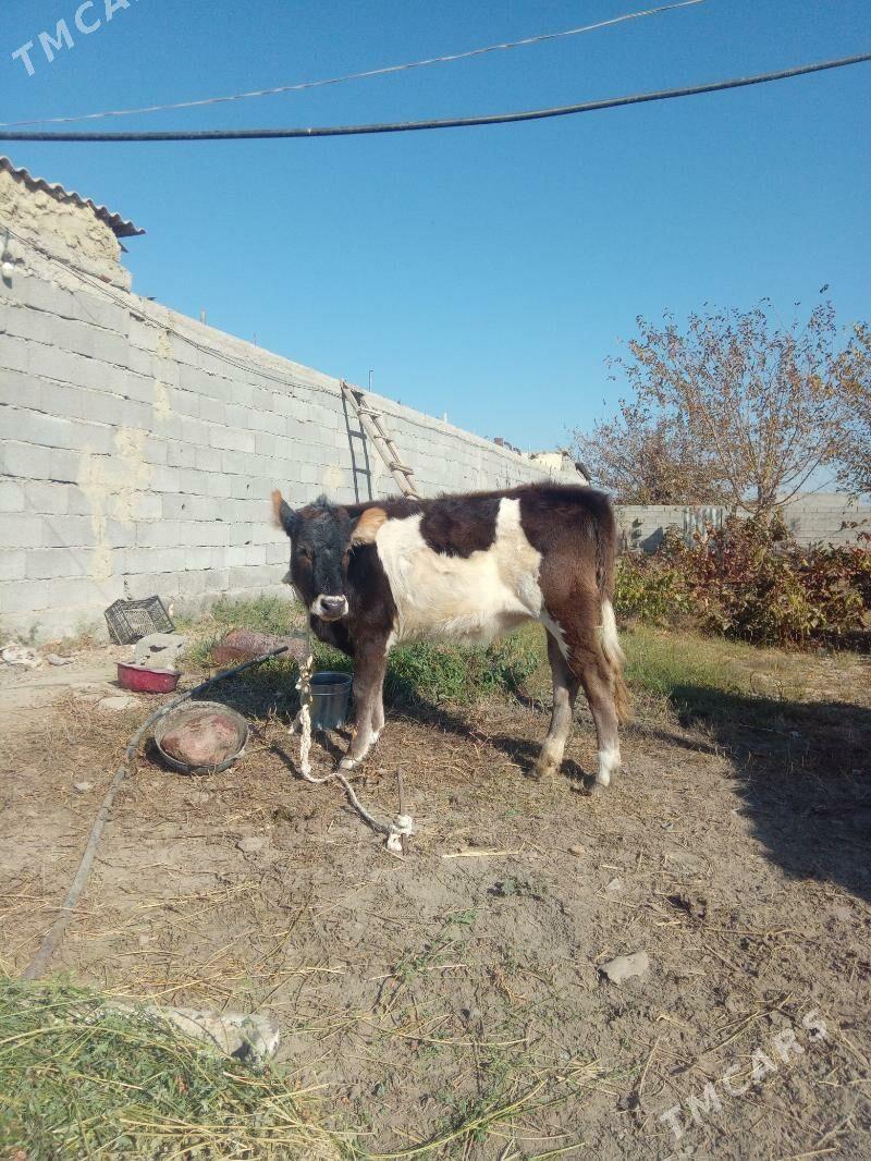 tuwe gole - Гёкдепе - img 6