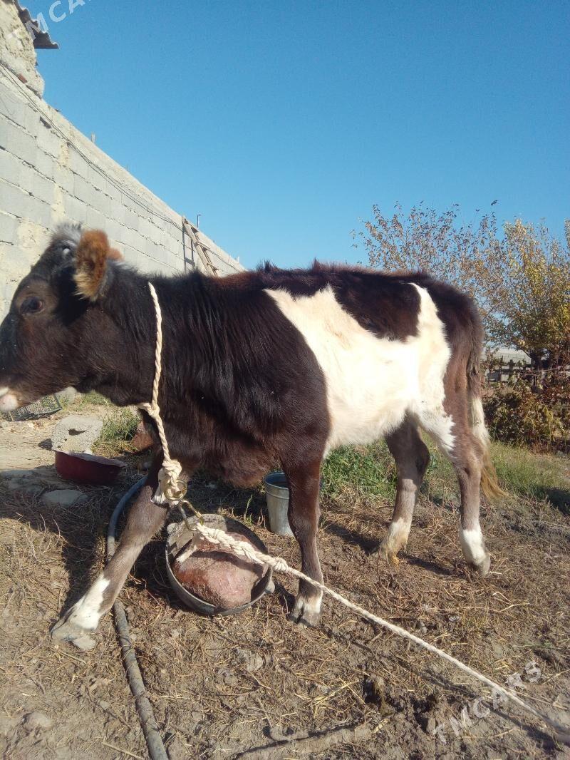 tuwe gole - Гёкдепе - img 3