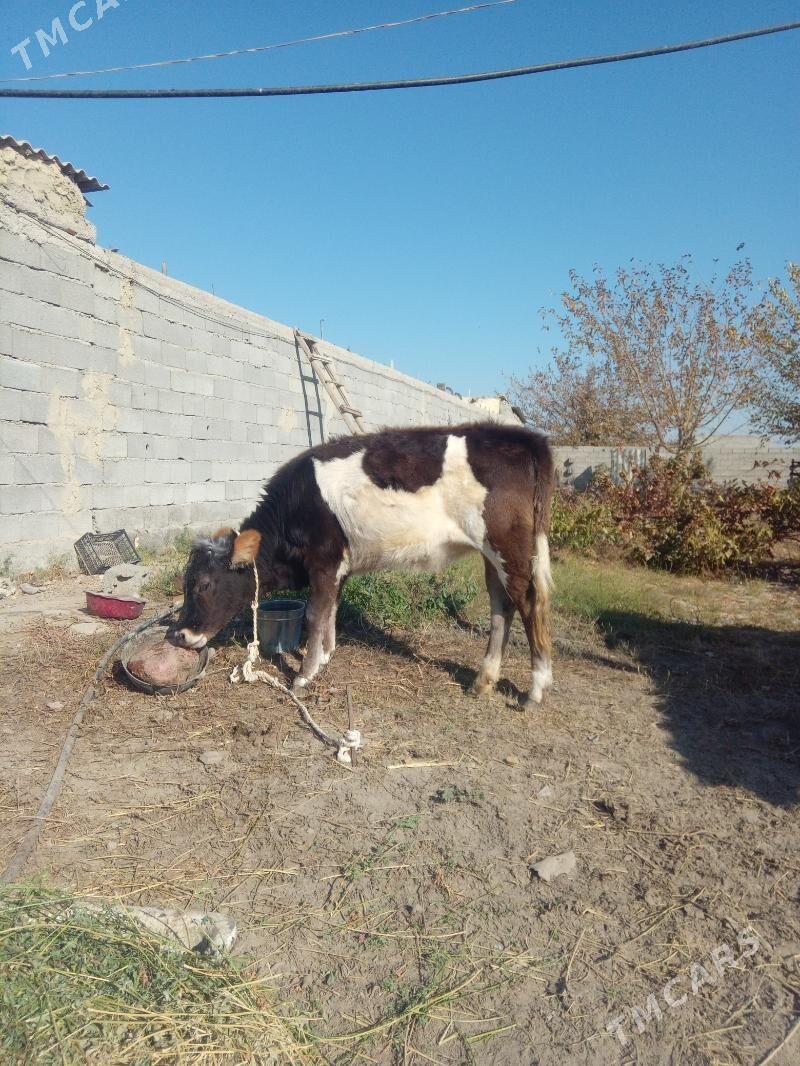 tuwe gole - Гёкдепе - img 7