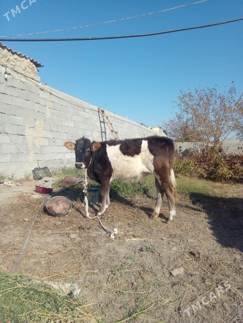 tuwe gole - Гёкдепе - img 5