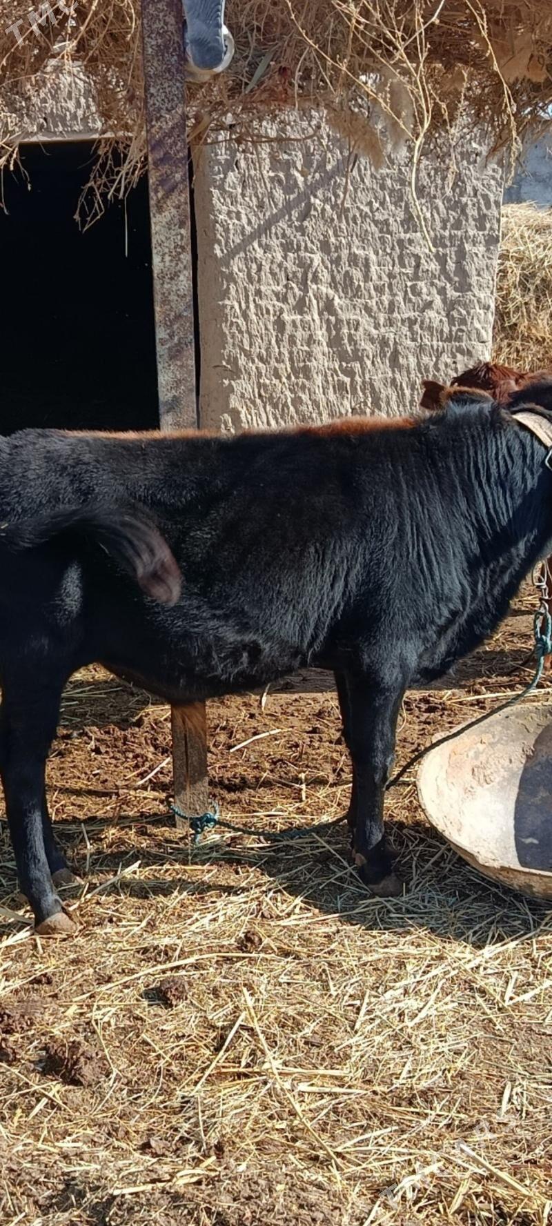 öküzçe - Ёлётен - img 1