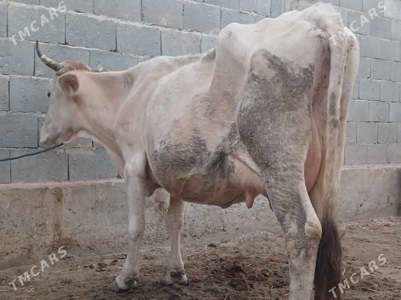 goleli sygyr - Balkanabat - img 4