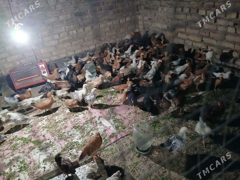 juyje - Tejen - img 2