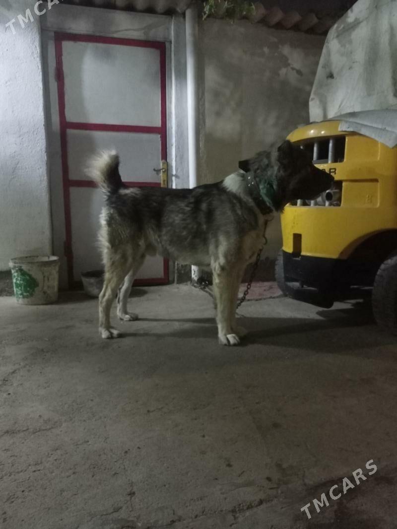 Turkmen it Alabay - Ашхабад - img 3