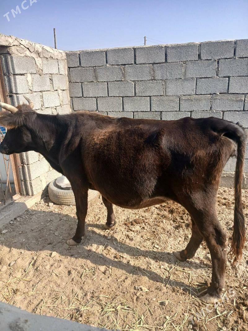 yoz Sygyr - Esenguly - img 2