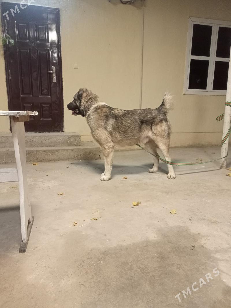 Turkmen it Alabay - Ашхабад - img 2